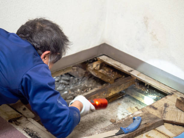 Trusted Greensboro, MD Mold Removal Experts