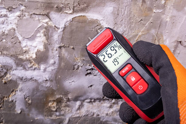Best Attic Mold Removal  in Greensboro, MD