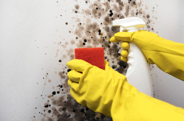 Best Certified Mold Removal  in Greensboro, MD