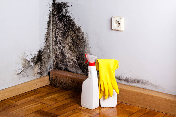 Best Residential Mold Removal  in Greensboro, MD