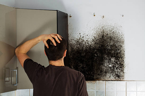 Best Best Mold Removal Companies  in Greensboro, MD